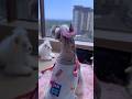 Look how calm my princess is cutepetdebut cutepet braids pet dog mynewcaopino pets