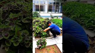 خضار مزروع في حديقه البيت