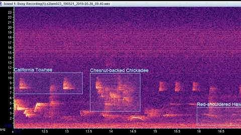 A Sample S2L Soundscape Spectrogram (with birds labeled!)