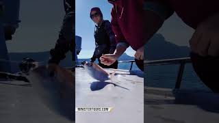 Fishing in Turkey https://www.ministertours.com/en/fishing #exploreturkey