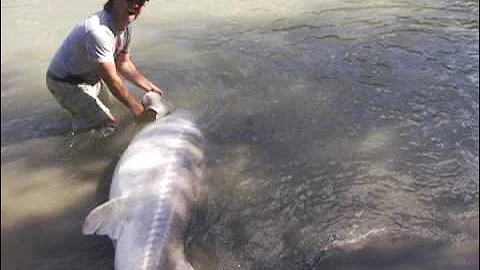 Fraser river sturgeon 700lb?