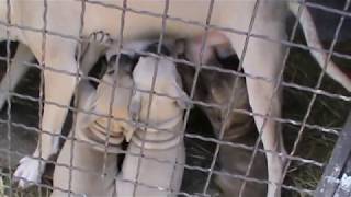 A.p.b.t. Game Dogs Snack Time..