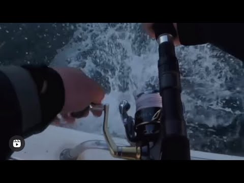 False Albacore Tuna