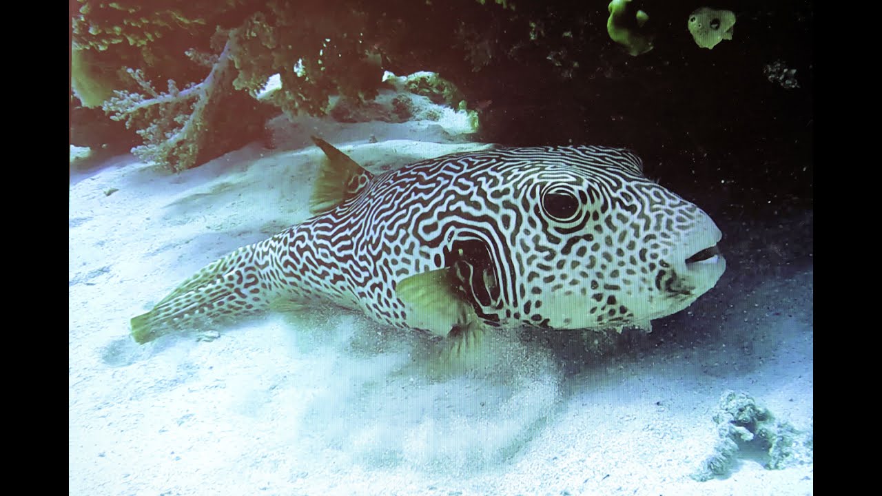Plongée - Marsa Alam - Port-Ghalib