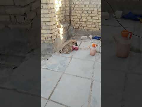 جرو هجين مالينو على بلدي