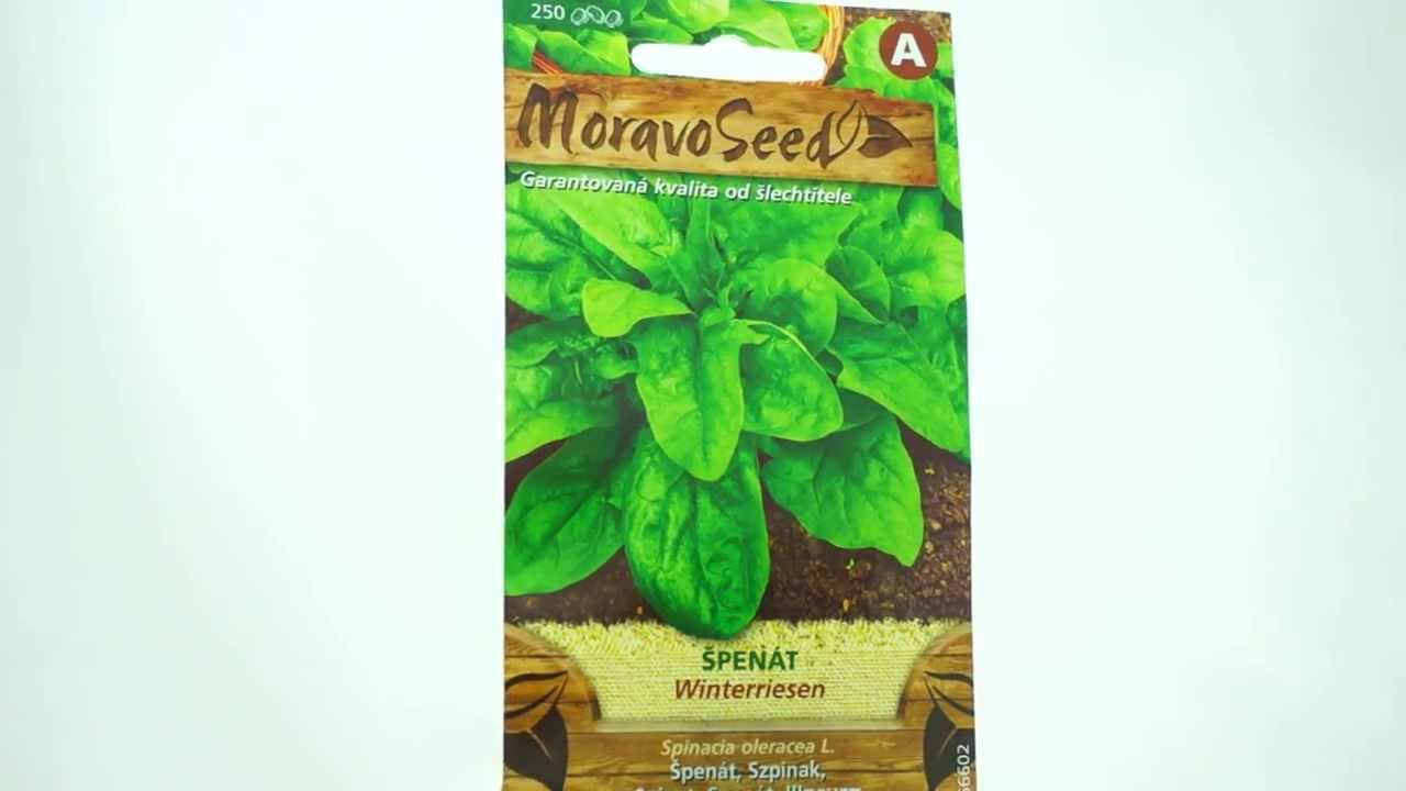 Špenát Winterriesen