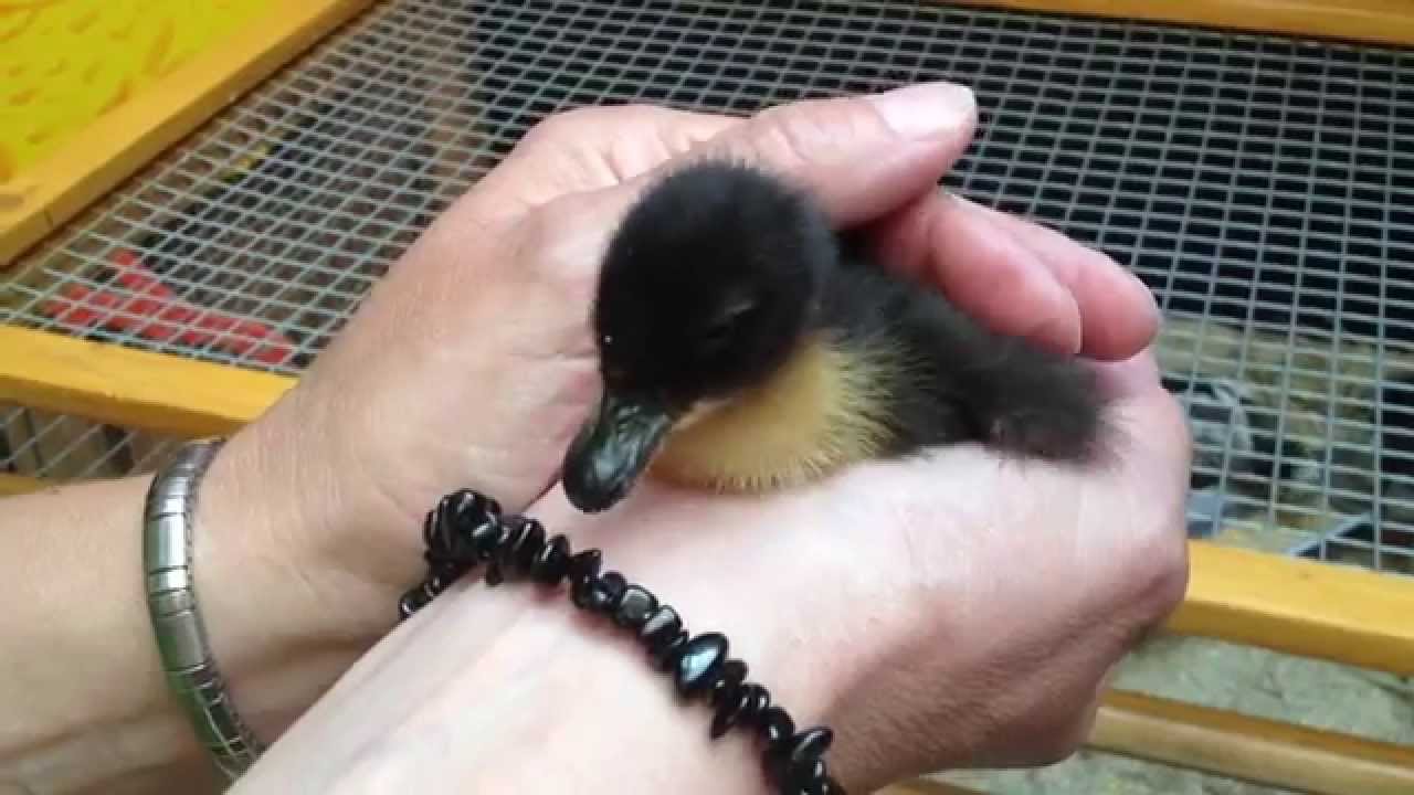 Süßes Entenbaby schreit - YouTube