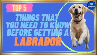 Things that you need to know before getting a Labrador | Top 5