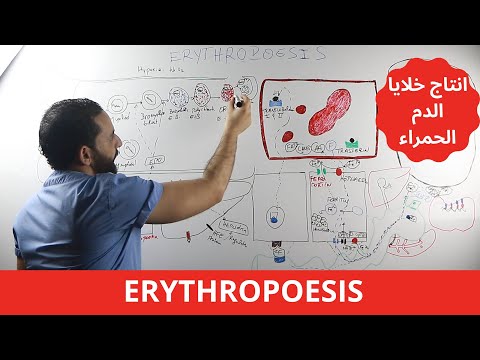 فيديو: في فقر الدم ما هو المحفز لإنتاج إرثروبويتين؟