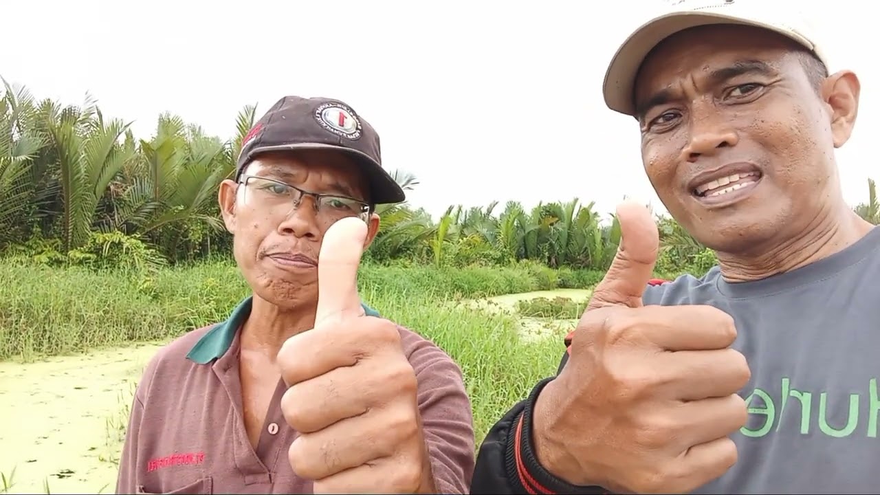 buka kolam anto,tgl 21,9,2025.di pauh amparan perak,jam 5 pg minggu