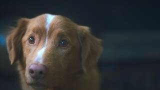 全編犬視点の異色ホラー映画『GOOD BOY／グッド・ボーイ』特報｜霊に取り憑かれた飼い主を守ろうと犬が奮闘！