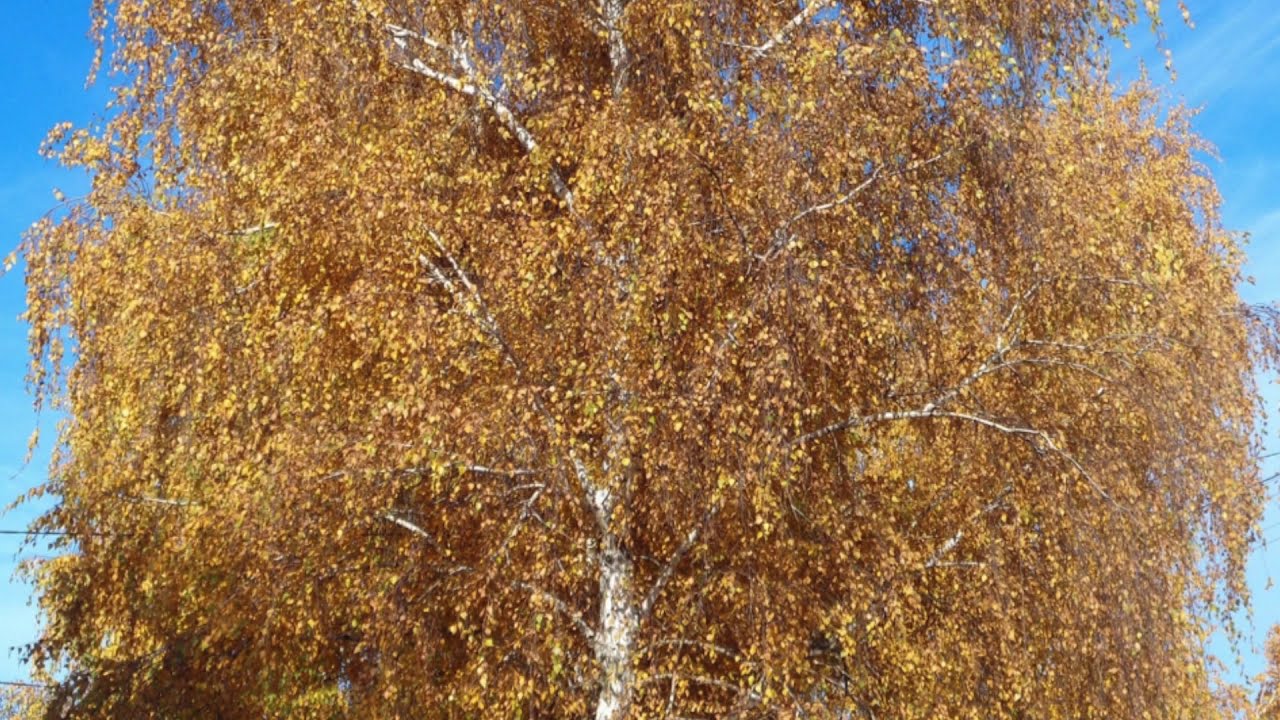 ARTUR BALLI - Mështekna