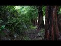 비밀의숲, 끝없이 내리는 메타세쿼이아 숲속의 빗소리, 양평 들꽃수목원