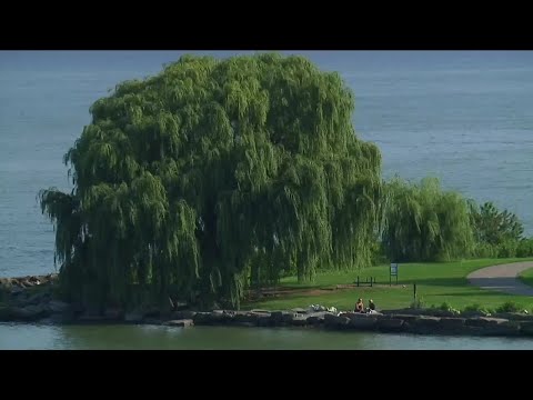 Video: Dari mana pohon willow menangis berasal?