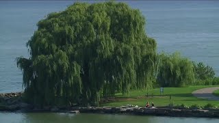 Celebrity Why Cleveland's weeping willow tree is a local treasure Wealth