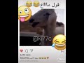 قول ماع 