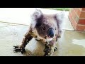 Man Who Spots A Wild Koala On His Porch Realizes Something Is Terribly Wrong