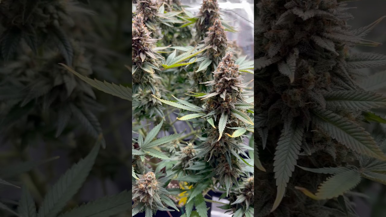 Lemon Shining Silver Haze Grow 🍋✨ Blütewoche 9 