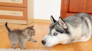 Giant Husky Comforts a Scared Tiny Kitten… His Reaction Is ADORABLE!