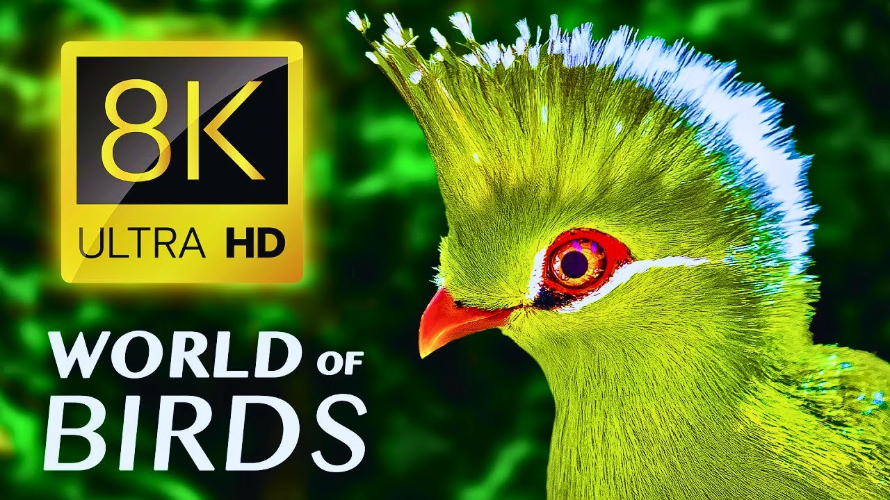 Wonders of Winter: Identifying Grebes in Stunning 8K Detail