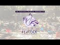 Return of the peacock a northwest string summit documentary