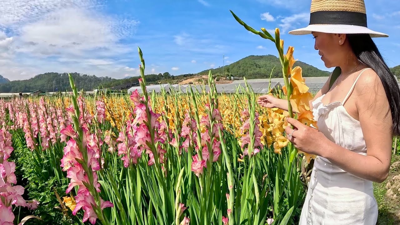 HOA LAY-ƠN Đà Lạt Nở Muộn Sau Tết – Cả Cánh Đồng Rực Rỡ Khi Tết Đã Qua.