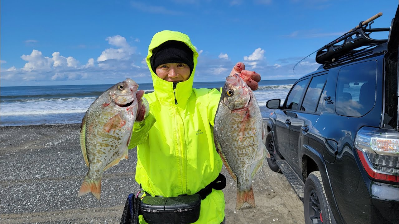 Razor Clamming & Surf Perch Fishing in Westport, WA Clam Digging Now
