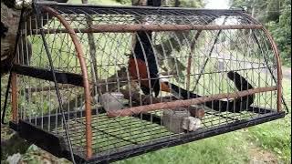 pikat murai batu ekor panjang