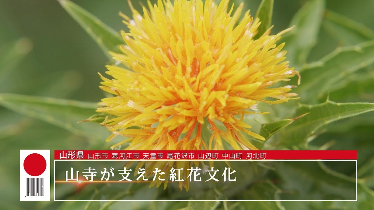 山寺が支えた紅花文化 日本遺産ポータルサイト