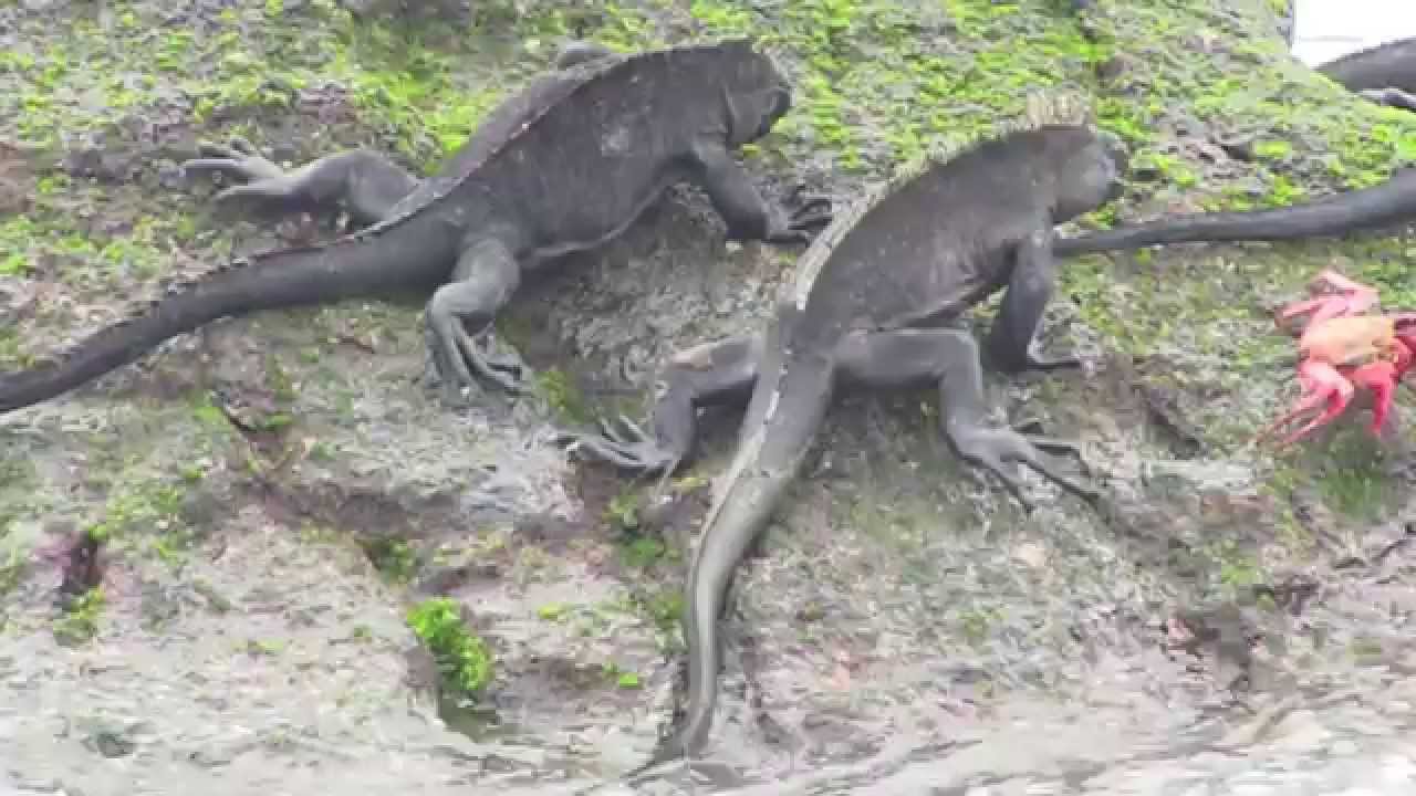 FERNANDINA ISLAND - GALAPAGOS ISLANDS,  June 2015,