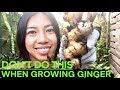 What NOT To Do When Growing Ginger, Turmeric, Galangal + Exciting Opportunity For You!
