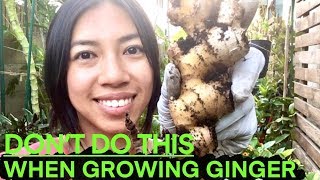 What NOT To Do When Growing Ginger, Turmeric, Galangal + Exciting Opportunity For You!