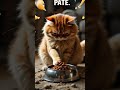 Kucing Marah Karena Makanannya Telat! Ngambek Total!#kucingmarah #kucingngambek #catmood #catfunny