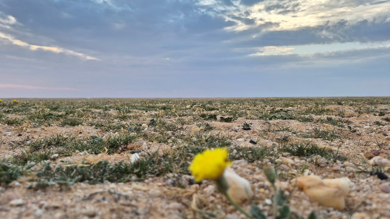 أجواء وربيع حفر الباطن ١٦ / ١ /٢٠٢٥ م
