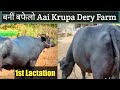Original banni buffalo 1st lactation pyor banni buffalo aai krupa dery farm
