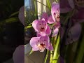 Тендітна красуня💙💛#flowers #orchid #орхідеї #фаленопсис #beautiful #beautiful #квіти #
