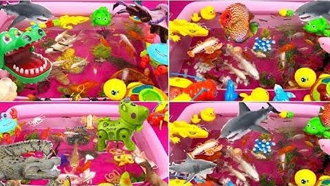 Động Vật Dễ Thương,Cá Mập,Cá Heo,Rùa,Hà Mã,Cá Koi,Cá Đuối,CuaTôm,Ghẹ,Chim,Bọ Ngựa,Chuồn Chuồn,Animas