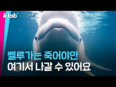 수족관 돌고래들이 자꾸 죽어 나가는 이유 ｜크랩