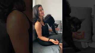 Cat Arches Itself While Leaning against Owner after Seeing a Dog