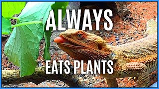 How To Get Your Bearded Dragon To Eat Vegetables Improve Their Dietary Variety
