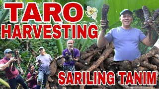 PAG-AANI NG GABI (TARO ROOT CROPS) SARILING TANIM! | Biyaherong Batangueno