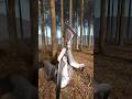 肩揺らしぷるたん #shorts #shouldershakingdance #shouldermeme #memes #funnyanimals #面白い動物 #3danimation #vfx