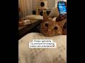 Indoor cats don’t need anything extravagant #catmom #catsoftiktok #sponsored #catallergy #cat