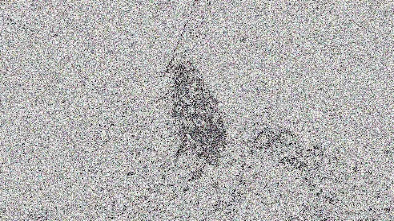 Processing animation art ( 作品 )