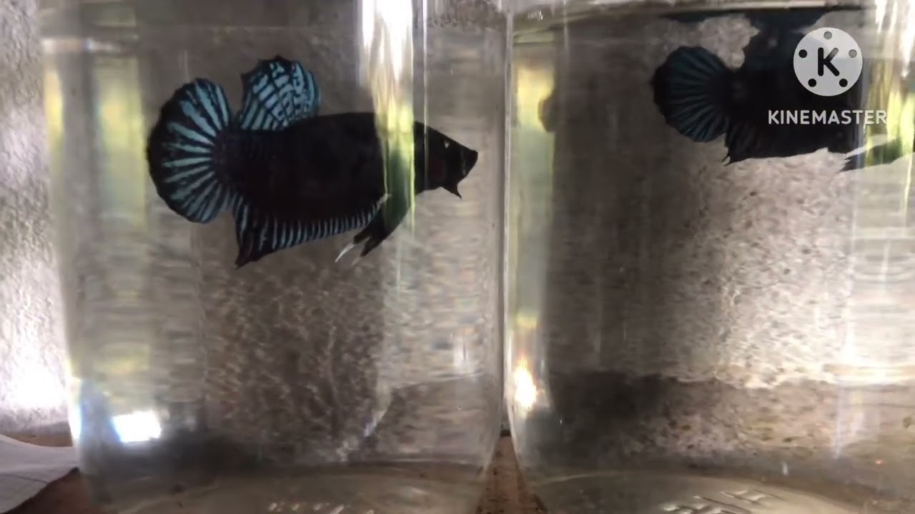 Đợt cá ngày 21/09/2025 lên thêm mẻ xám phục vụ ae đam mê 