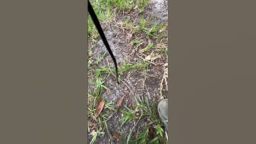 I just caught ￼a ring neck snake