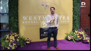 12. Live from the Westminster Dog Show