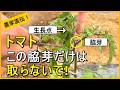 【トマト栽培】脇芽かきは急いでやると失敗します【有機農家直伝！無農薬で育てる家庭菜園】　26/5/7