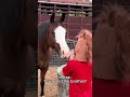 My horse has zero boundaries. 🐴🙄#shorts #funny #horse #funnyanimals #animals