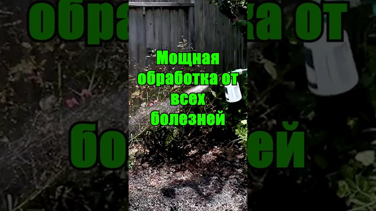 Мощная обработка от всех болезней и вредителей #огород #дача #сад #урожай #вредители #лайфхак